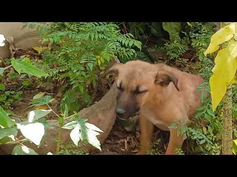 street dogs care needs utmost...