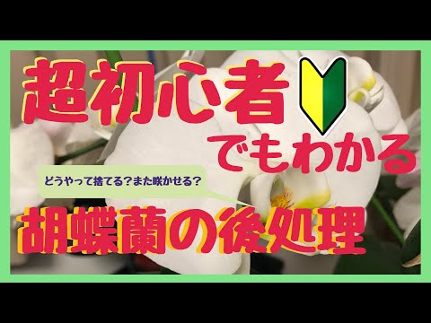 , title : '【日本一わかりやすく解説】胡蝶蘭の花が終わったら【もう一度咲かせる？！捨てる？】'
