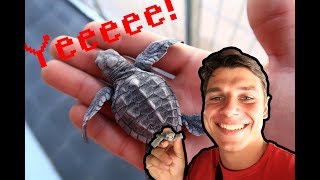 Išgelbėjau vėžliuką!!
