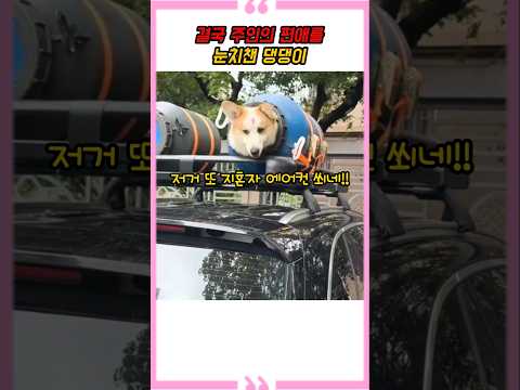 주인의 편애를 눈치챈 댕댕이