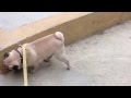 Frankie the pug walking on his front legs! Мопс ходит на ...