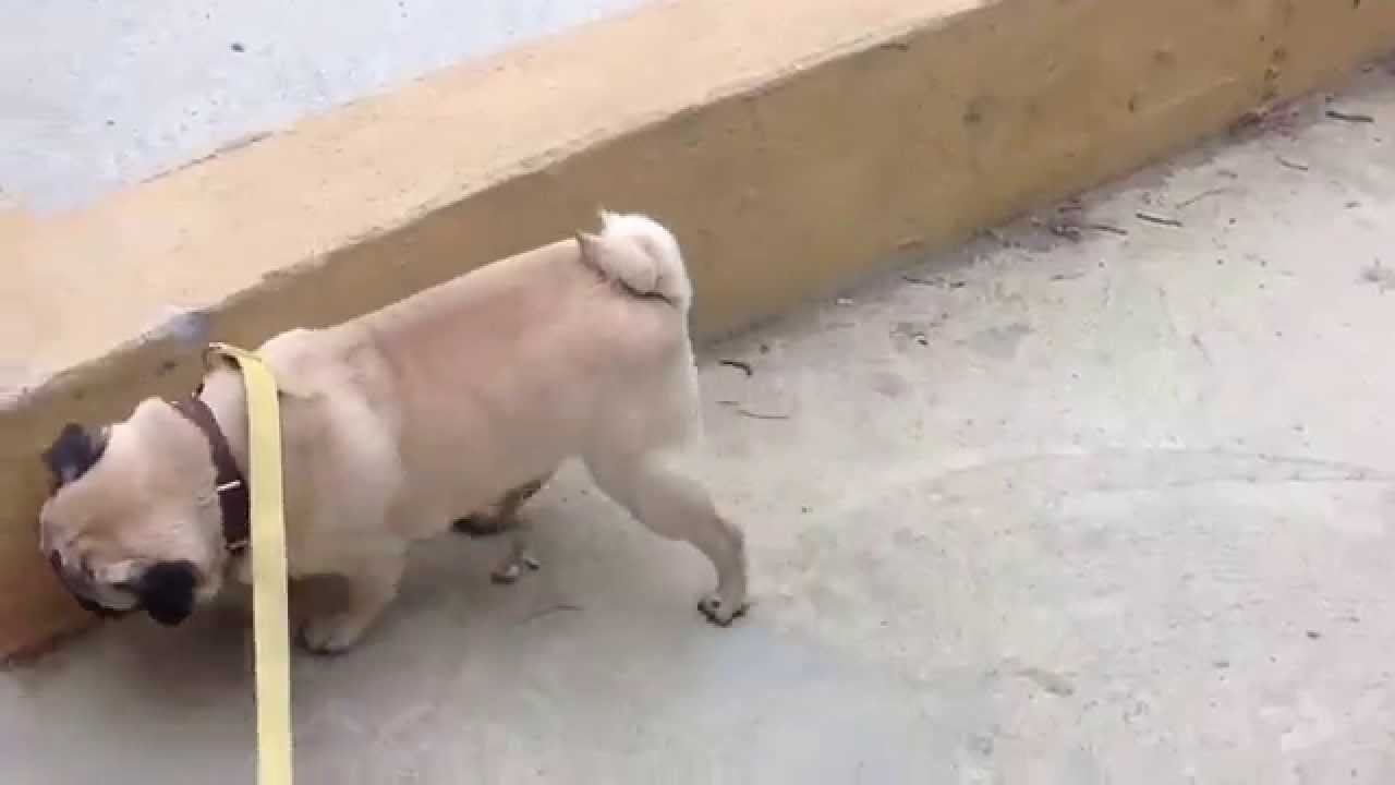 Con cờ hó bá đạo nhất