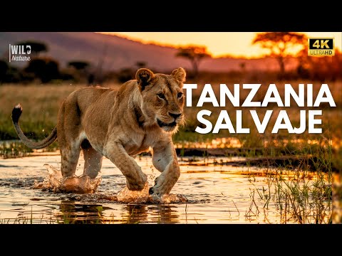 TANZANIA SALVAJE - MISTERIOS DE LA NATURALEZA | Documental Animal