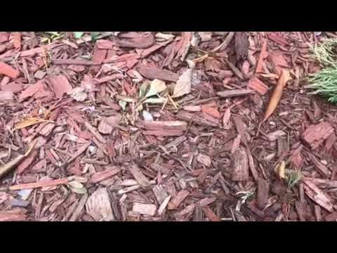 Mulch and Ants  in Sea Girt, NJ are Perfect Together