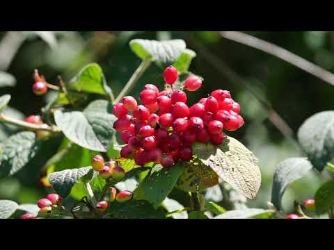 Parco Nord Milano - autunno 2018