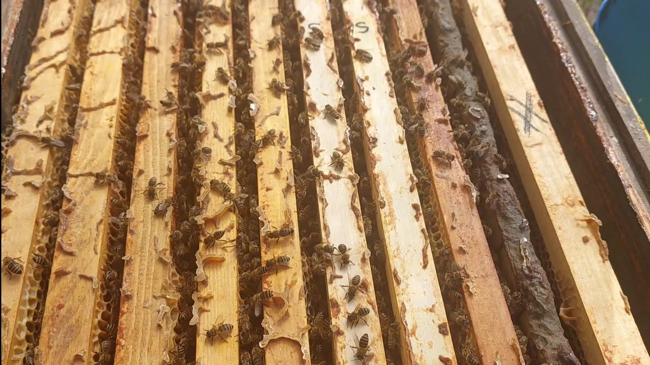 16 sep 24 - Răcoare... Dimineata sunt albine tinere la urdinis,in special la cei cu puiet mult ?!