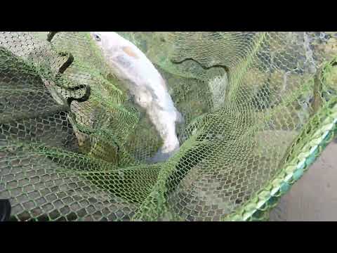 Fly Fishing Rutland Water : Fishing With Friends (20-03-22) 4K