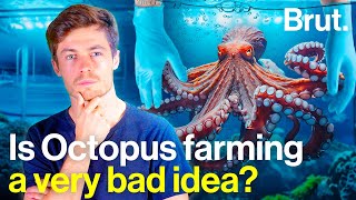 Why is intensive octopus farming a cause for concern?