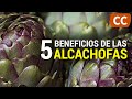 5 Benefits Of Artichokes Food Science
