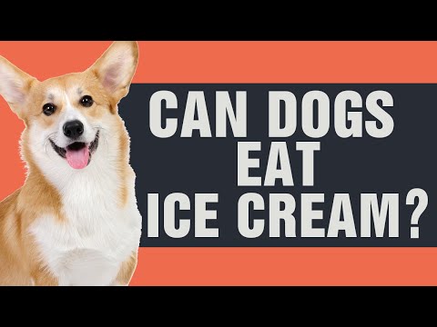 Can Dogs Eat Ice Cream? Revealing the Truth and Risks!