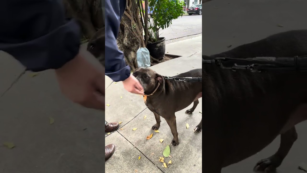 Enlarge DRILLA, a Adoptable mixed breed in Langley, BC video 5/6