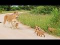 Lion Cub Helps Mom Call For Siblings