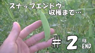 スナップエンドウ収穫まで…＃２