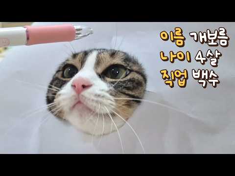 뚝배기 장사 접고 큰언니랑 놀아주면서 일당 받는 고양이