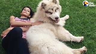 GIANT Dog Thinks He's a Lap Dog | The Dodo