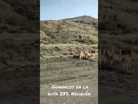 Guanacos en la ruta 237. Neuquén