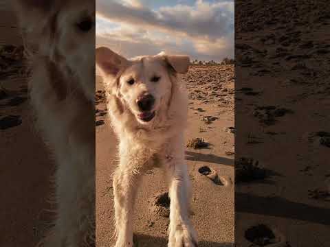 Craig Anderson - When I Grow Up I Wanna Be A Dog - Misc Originals