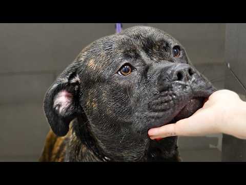 The Sweetest "Scary" Dog I've Ever Groomed🥹