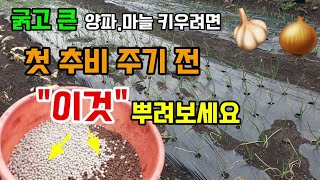 마늘.양파 봄에 첫추비웃거름 주기전 이것 뿌려보세요 크고굵은 양파마늘 키울수있습니다.