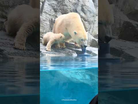 When animal moms show their unconditional love💛#animals #love #maternallove #animallovers #foryou