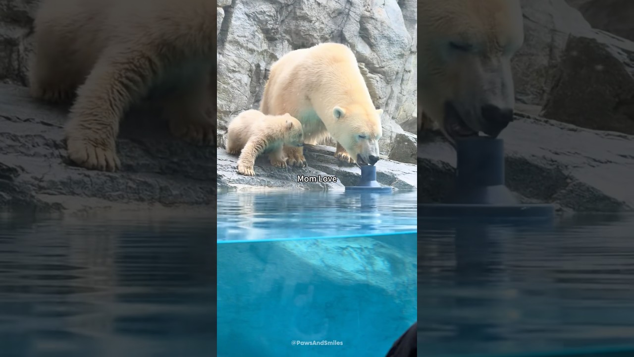 When animal moms show their unconditional love💛#animals #love #maternallove #animallovers #foryou