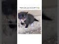 That S Why Your Mom Left Mom Shorts Cat