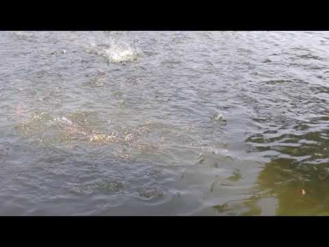 Food feeding for fishes in the pond