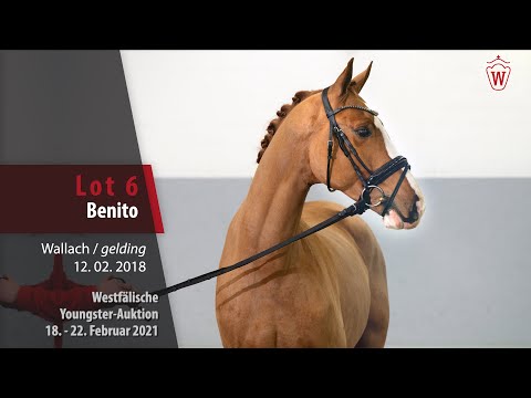Youngster Auktion 18. - 22. Februar 2021 Lot 6 Benito Wallach v. Benicio - Fidermark