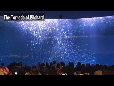 Port of NAGOYA Public Aquarium Series: Marine Life around Japan and Kuroshio Current Tank　(名古屋港水族館)