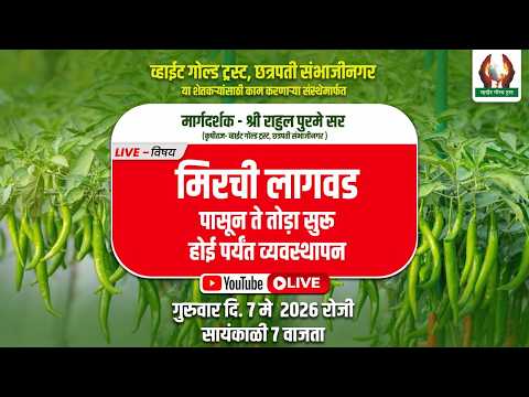 मिरची लागवड पासून ते तोड़ा सुरू होई पर्यंत व्यवस्थापन