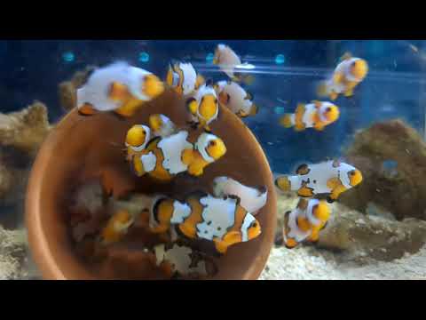 Breeding Clownfish Babies - From Egg to Adult