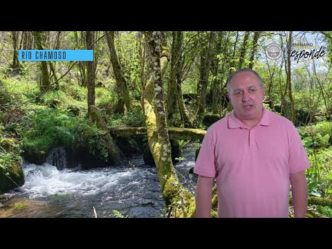Vídeo: Chamoso