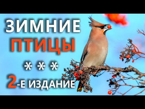 Какие птицы остаются зимовать