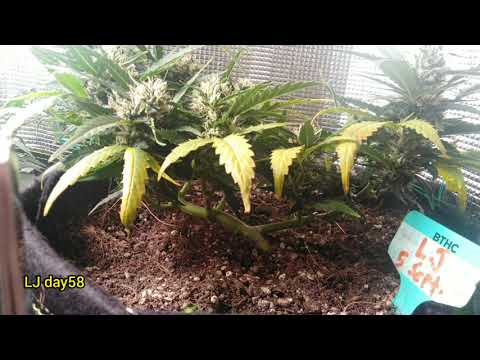 Story of Layha Janda by Wakcidek | Bani Tenang Horticulture Centre (BTHC)