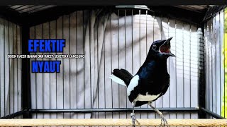 Download lagu PANCINGAN KACER bahan SUSAH bunyi, KACER GACOR NGEPLONG bikin KACER MANAPUN ikut GACOR mp3