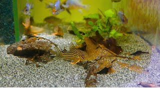 Breeding CATFISH like a pro