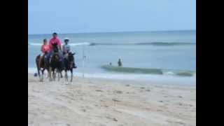 preview picture of video 'Horses at Vilano Beach ,St Augustine,Fl'