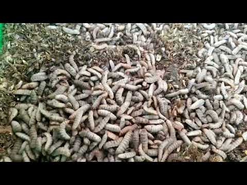 Ennunda ye Envunyu Okuliisa Enkoko