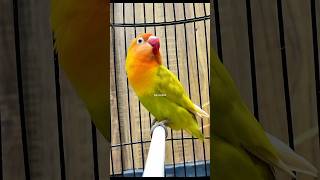 Download lagu Lovebird Fighter ngekek panjang mp3