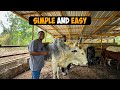 How To Start A Successful Cattle Farm As A BEGINNER In Ghana With LESS CAPITAL Cattlefarm Cattle