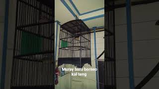 Download lagu AKSI murai batu BORNEO asli Hutan KALIMANTAN mp3 Download lagu AKSI murai batu BORNEO asli Hutan KALIMANTAN mp3