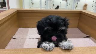 ハーフ犬の動画01