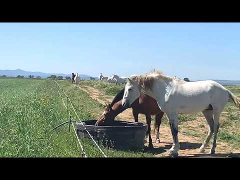 YEGUADA VICTORINO MARTÍN. PURA SANGRE LUSITANO. LOTES DE CUBRICIÓN