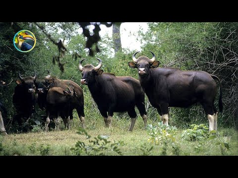 WILD Laos Rainforest Animals You Won't Believe Exist!