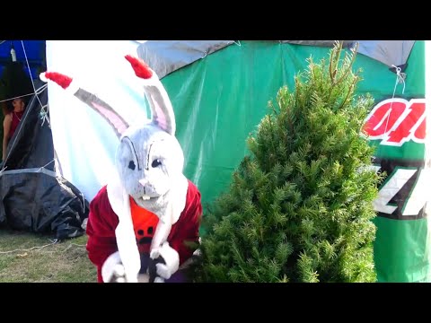 El terrible conejo Mala Pata nos roba el pinito de Navidad.  - El Show de Bely y Beto