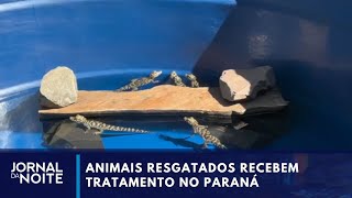 Animais resgatados recebem tratamento em Foz do Iguaçu (PR) I Jornal da Noite