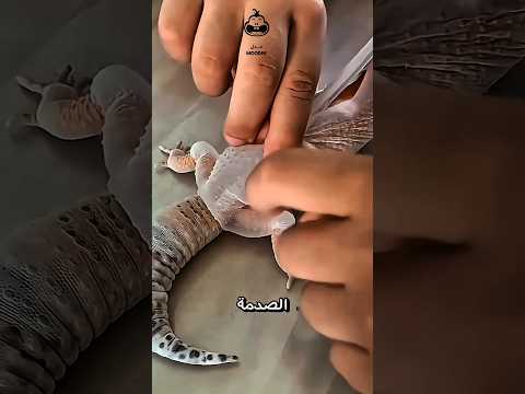 نيتك الطيبة قد تنهي حياتها!