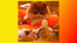Самые смешные животные Кошки Собаки Для детей Fanny animals