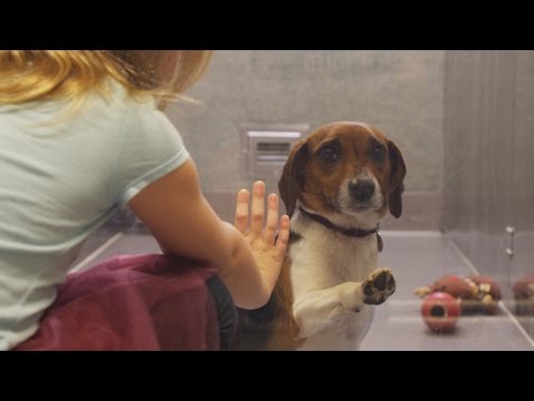If this video about a shelter dog doesn't move you, check your pulse!