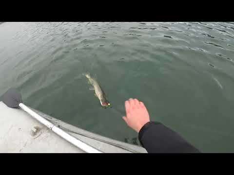 ПОКЛЕВКИ ЖЕСТЬ) РЕКА ТОМЬ, ПРЕРАСНОЕ НАВЕРНОЕ ЗАВЕРШЕНИЕ ЛЕТНЕГО СЕЗОНА 2025